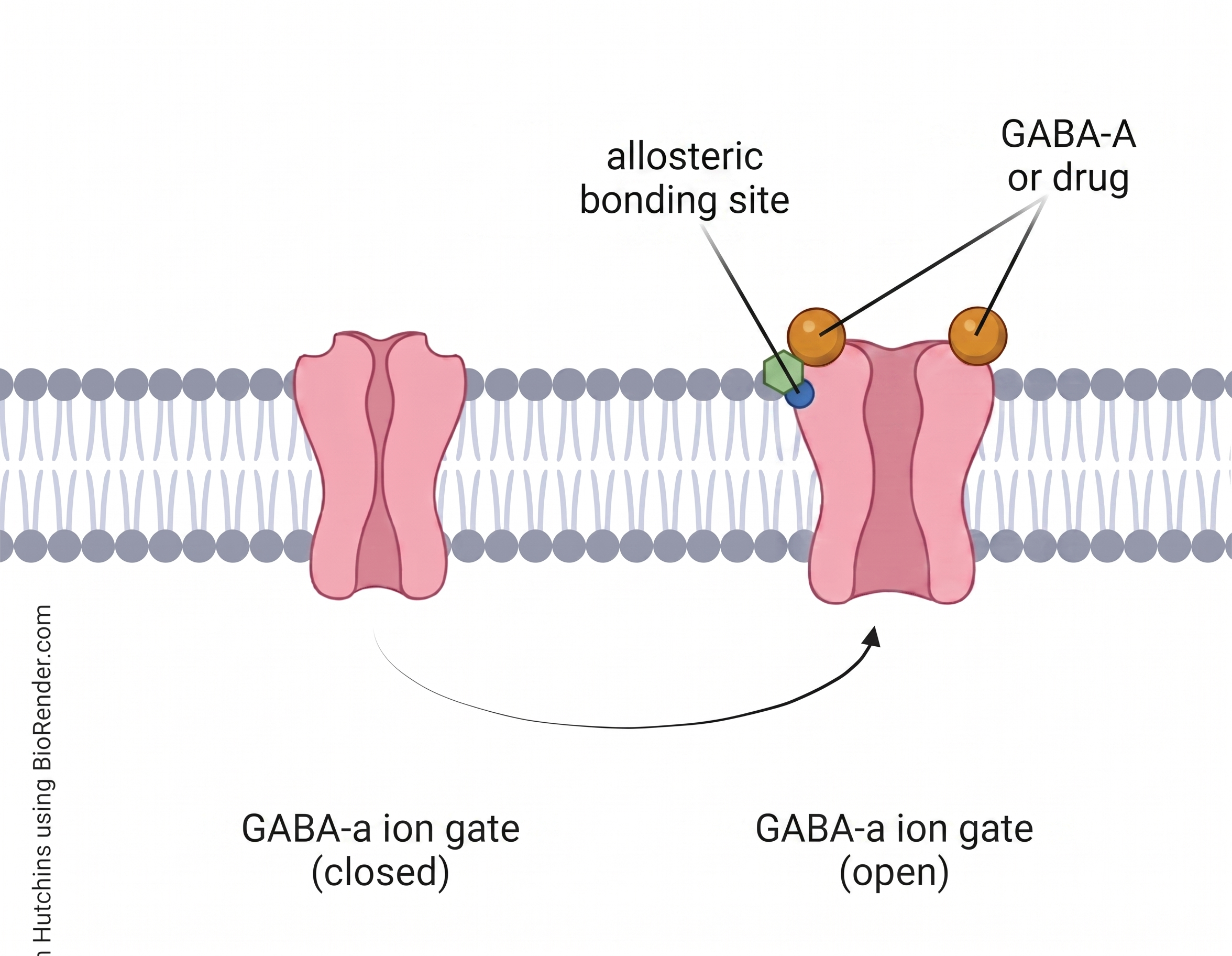 GABA-A allosteric modulator binding